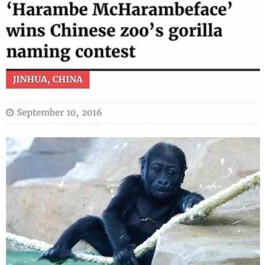 Internet Archaeology Institute