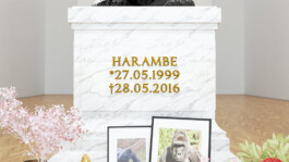 Internet Archaeology Institute